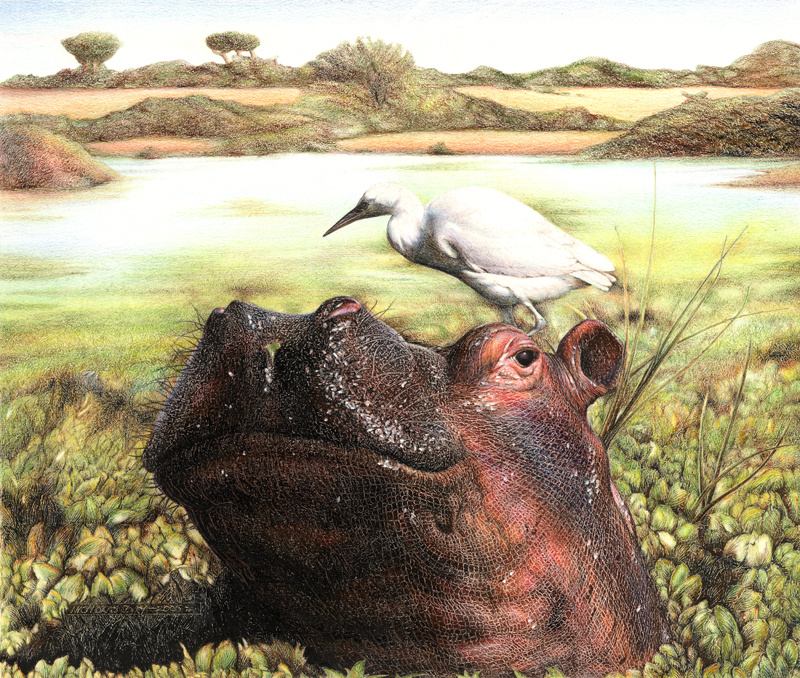 Египетская цапля на бегемоте