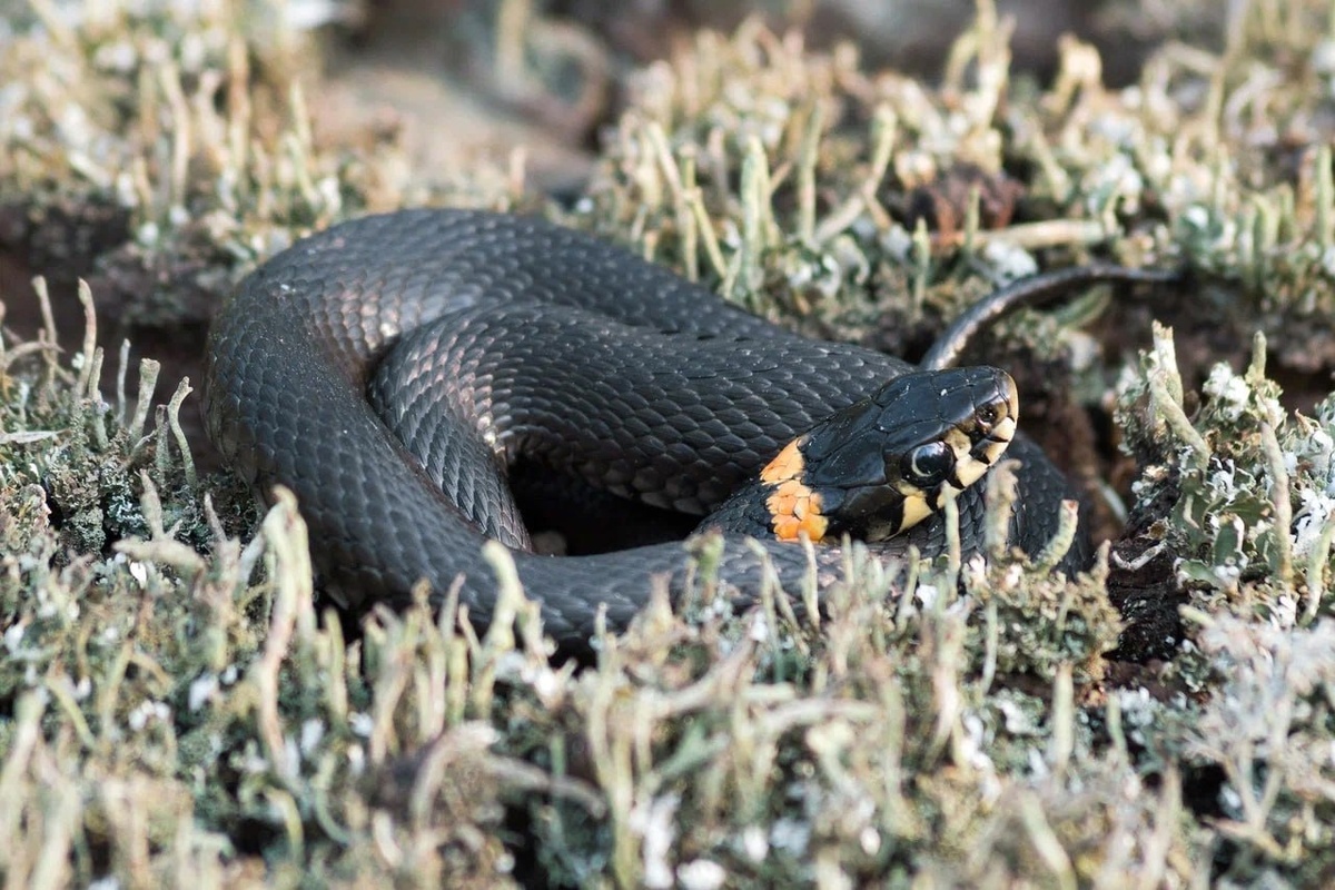     Фото: https://t.me/zapoved_story