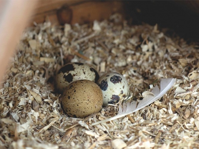 Угличская птицефабрика увеличила выпуск мяса перепелов на 12%