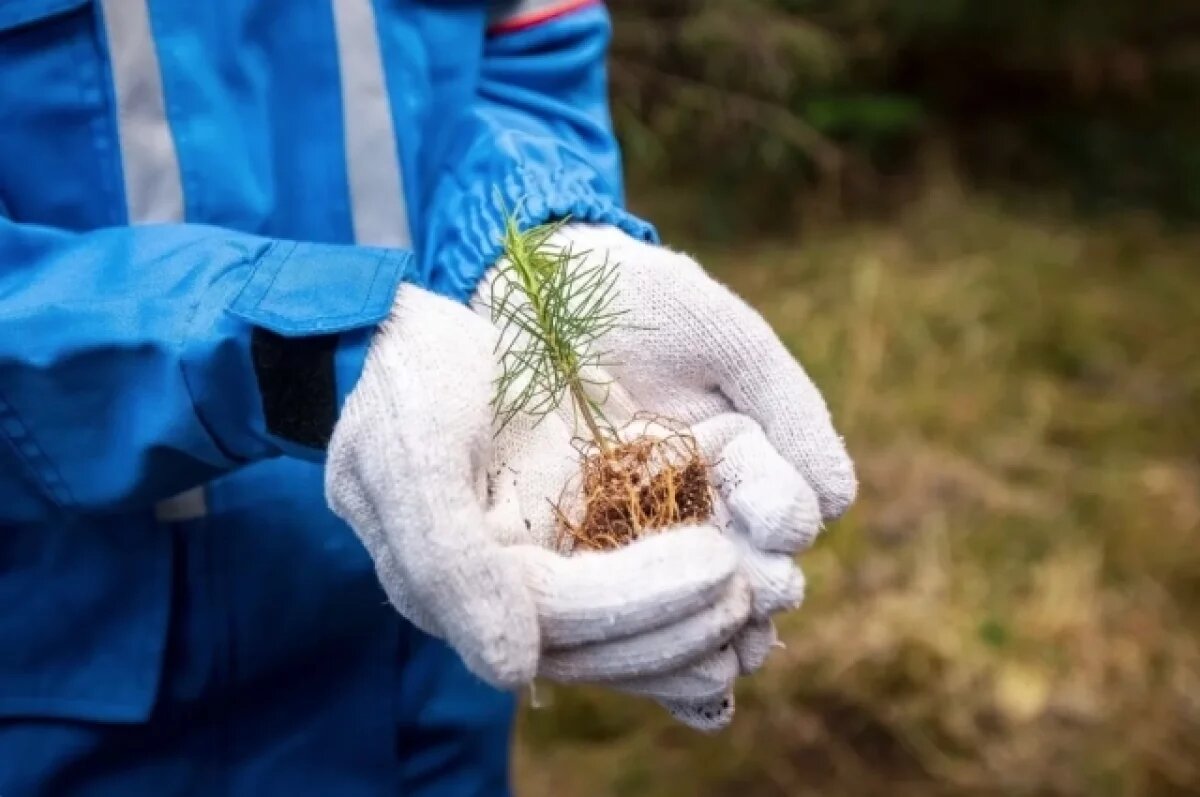    Иркутская область вошла в программу лесовосстановления