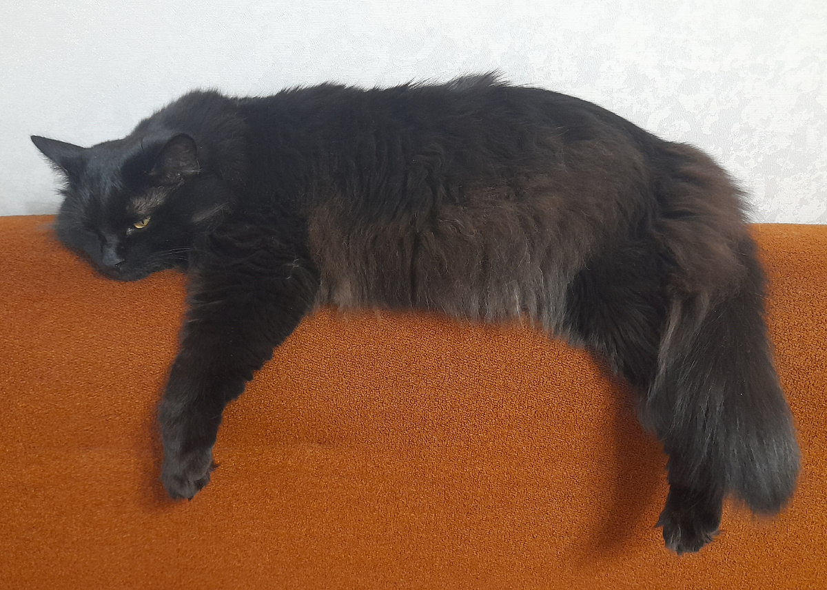 Спать можно даже на спинке дивана. Главное — свесить лапы и делать вид, что так и надо.