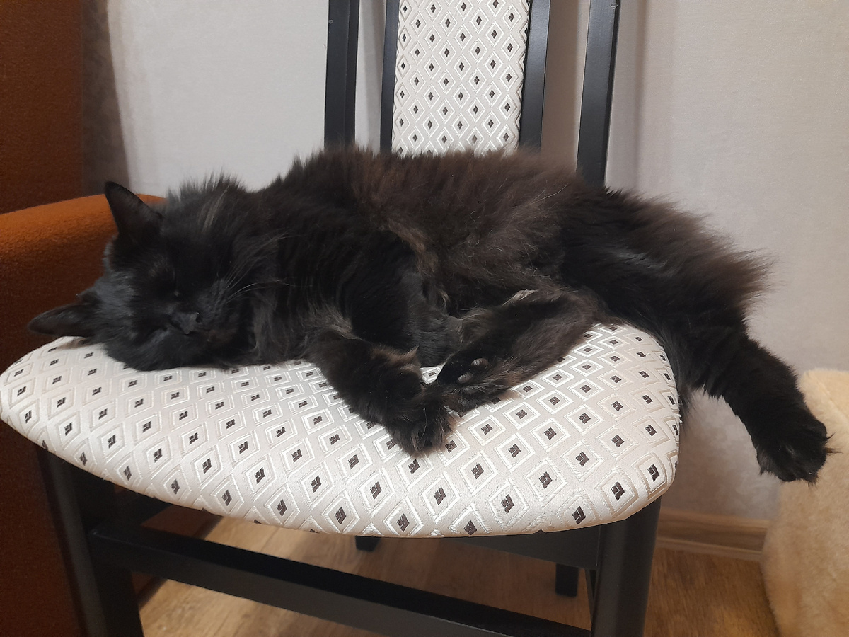 Стул — его законное место. Особенно когда надо вытянуться во всю длину.