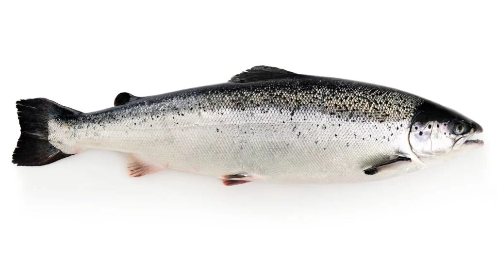 Лосось: полный обзор семейства, видов, образа жизни, мест обитания и ценности