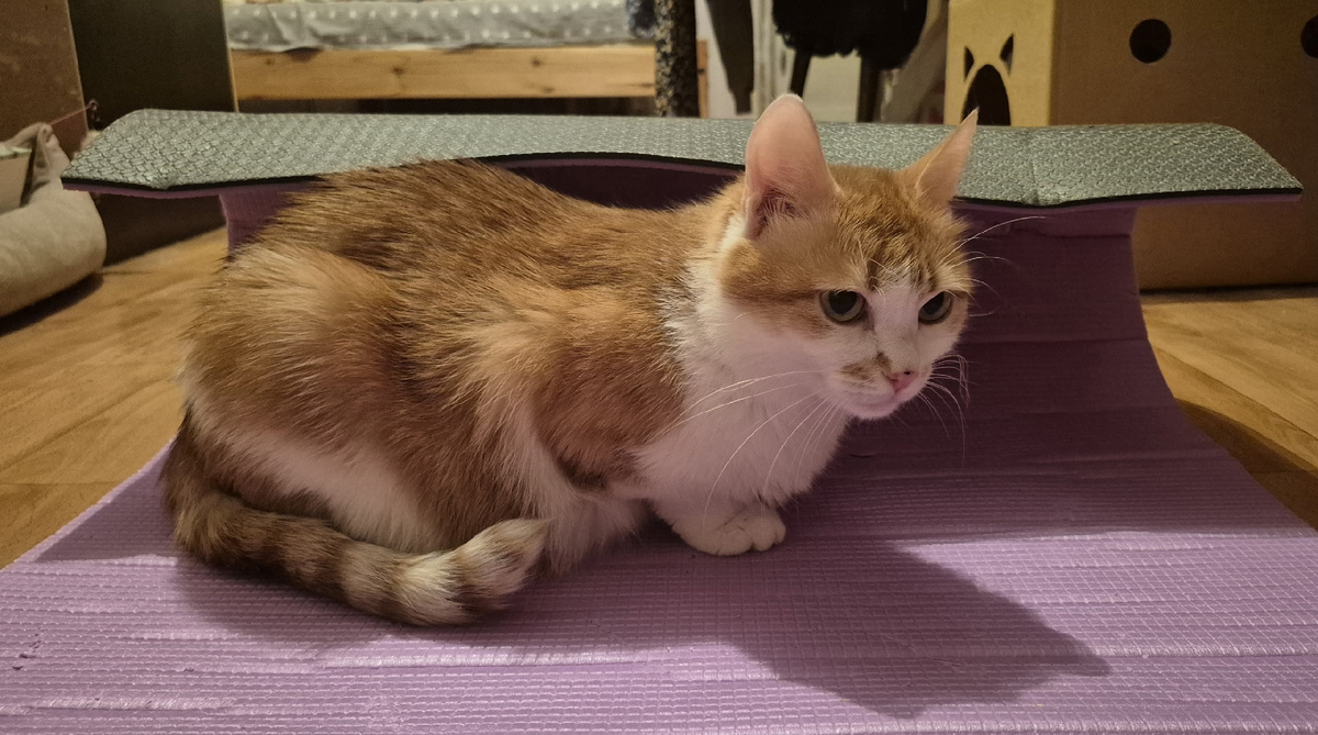 йога? я в деле!