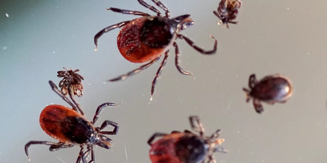 Опасный паразит угрожает жизни кыргызстанцев!