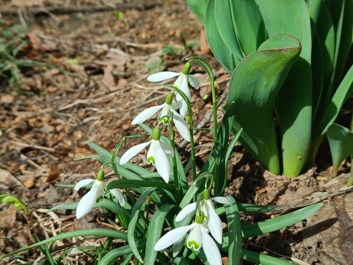 Весенний привет из Рязани!🌷я сегодня в Нижнем городском саду нашла подснежники 😍 А потом отправилась на биостанцию пофотать первоцветы