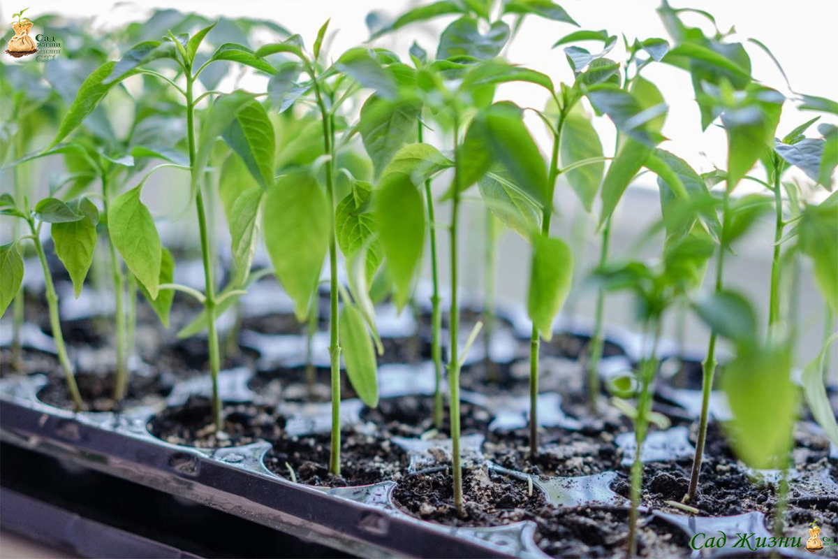 Тянется вверх — значит, не хватает света, а не питания