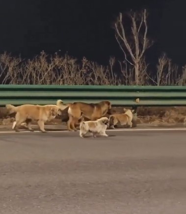 Корги Дапанг ведет друзей домой