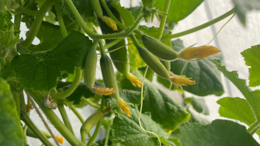    Автор фото - Анна Ефимова