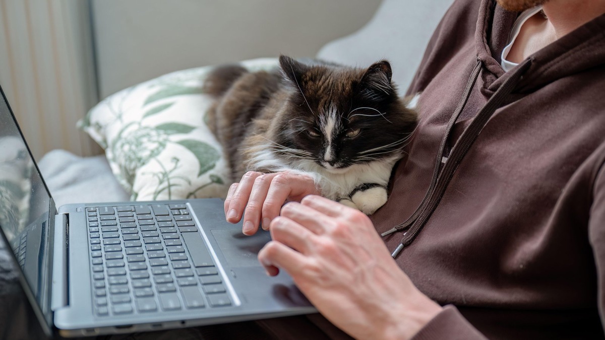   Кот стремится быть в центре событий, особенно когда вы заняты