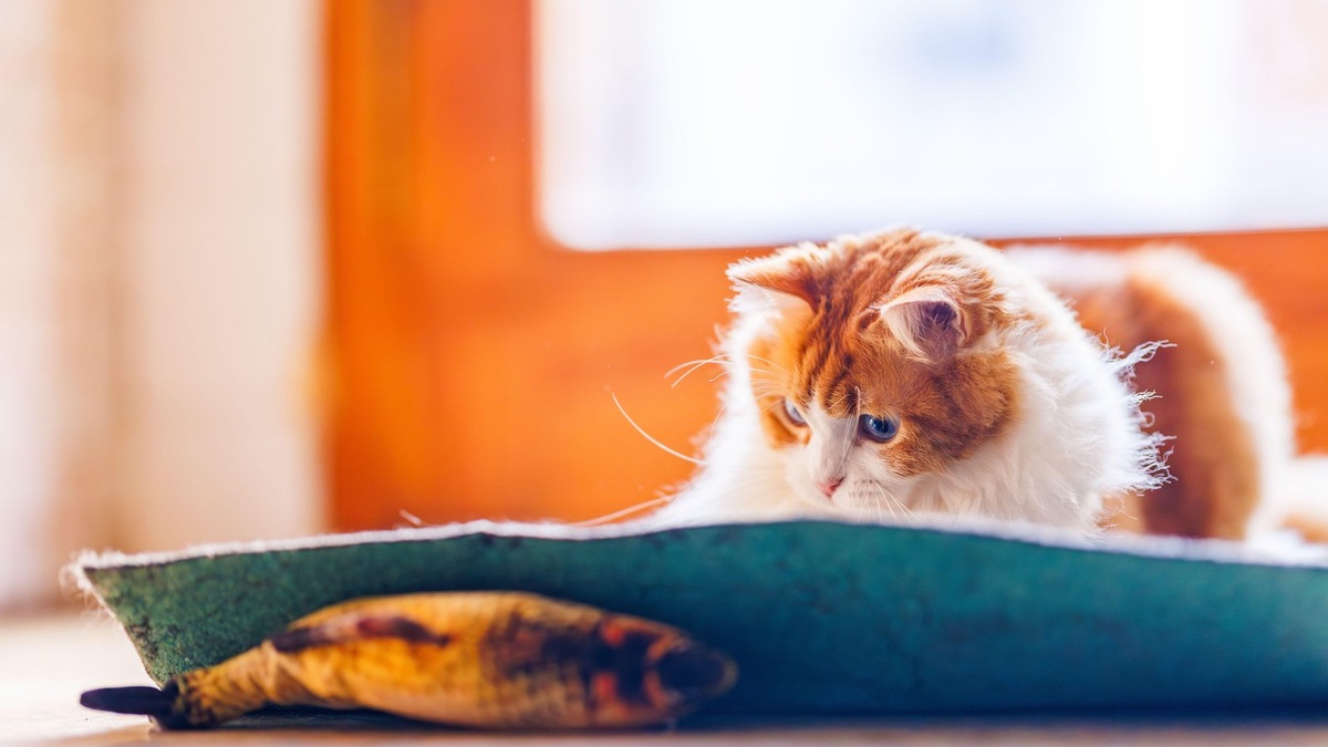    Важно обустроить кошке комфортное место, где она будет чувствовать себя безопасно и сможет самостоятельно поиграть