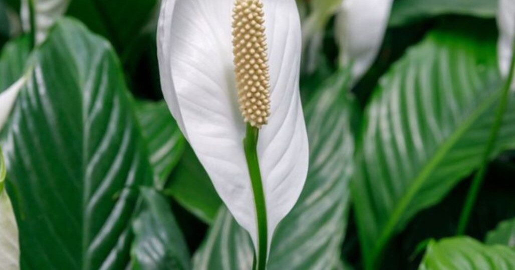 Не теряй надежды