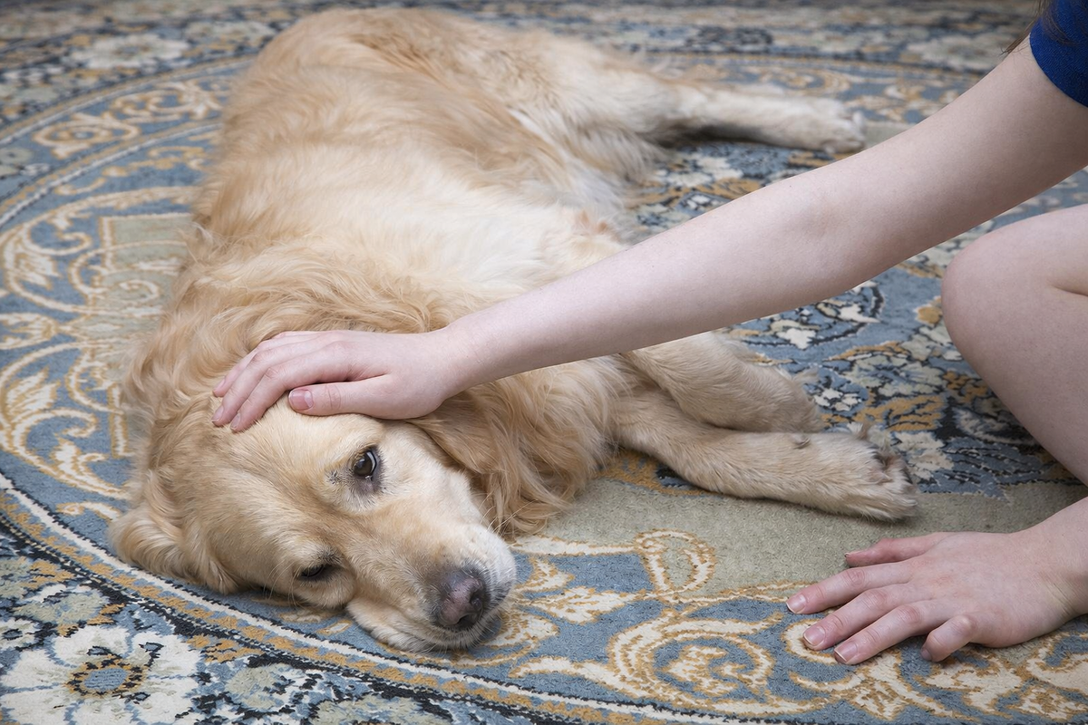 Может ли собака умереть от глистов