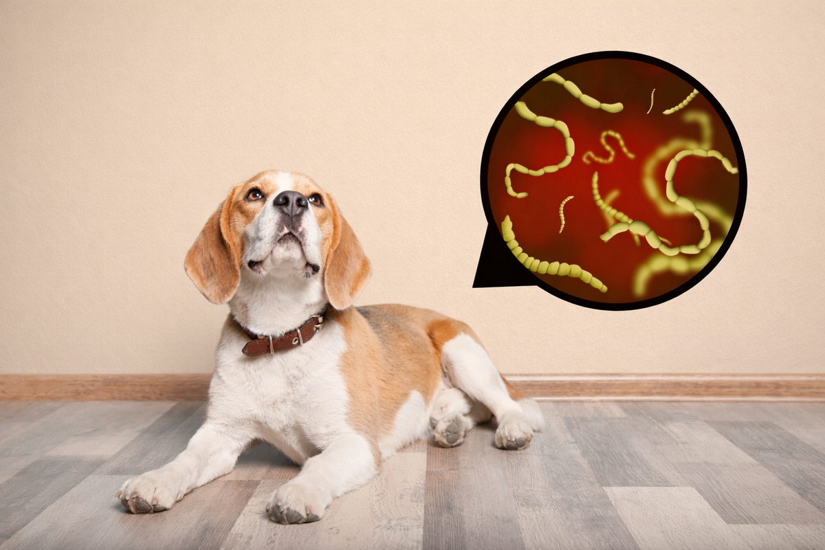 Глистная инвазия у собаки 