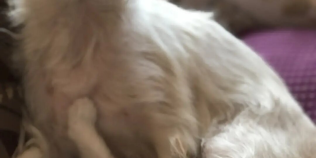 Животные приходят не случайно. История дома, который стал спасением для кошек и собак.