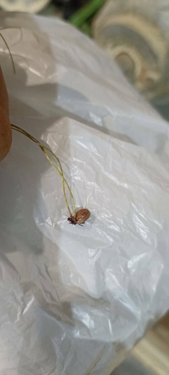    На севере Карелии зафиксирован укус клеща © Беломорск/Официальная группа/VK