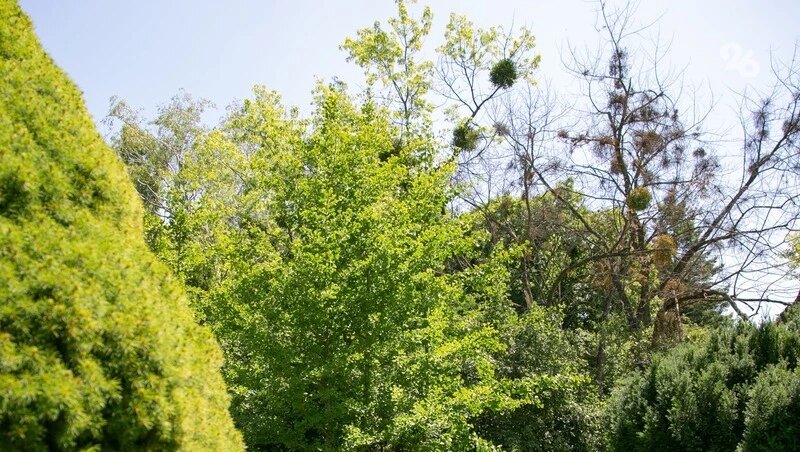      Фото: ИА «Победа26»