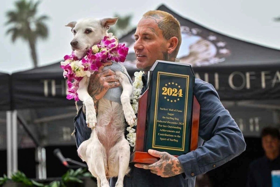    Умерла собака по кличке Шугар, она была пятикратной чемпионкой мира по сёрфингу Фото: MediaNews Group/Orange County Register via Getty Images / Contributor