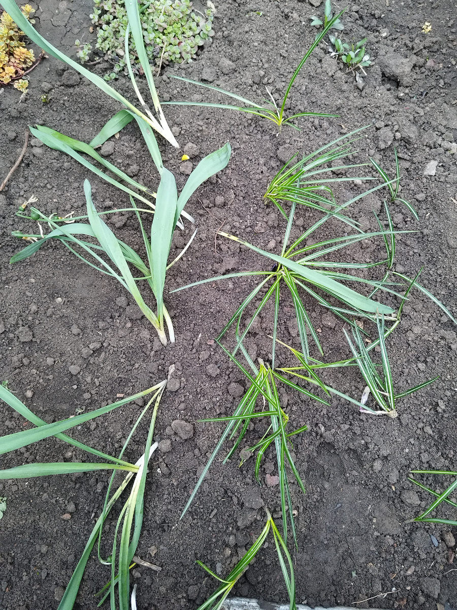 Подснежники, крокусы фиолетовые, крокусы белые крупные.