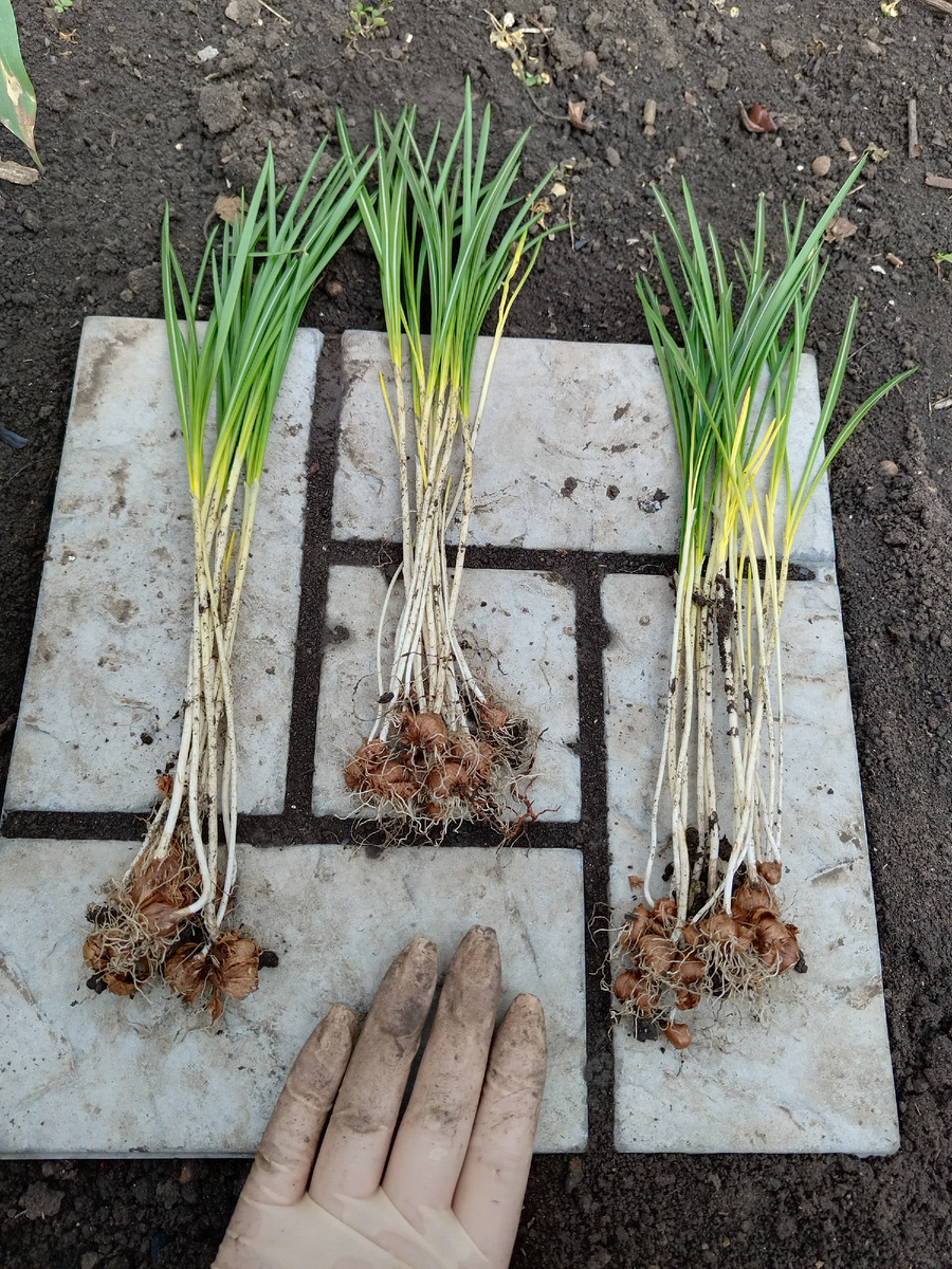 Пучки фиолетового крокуса 