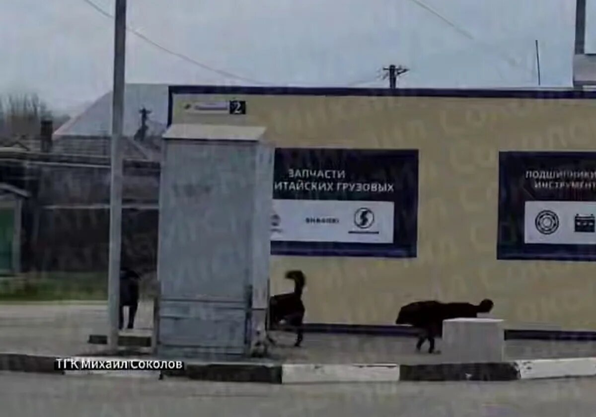    Фото t.me/ArmavirCHP