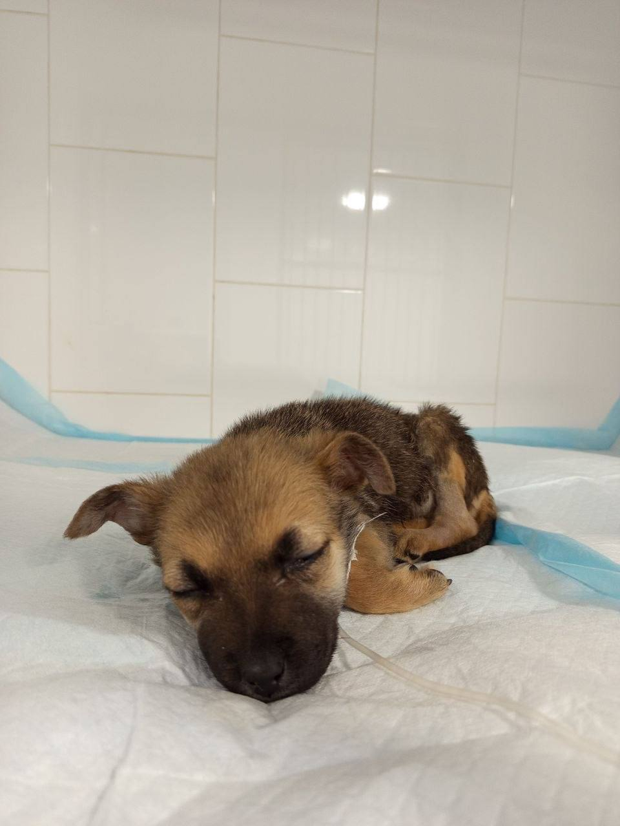 Фиджи продолжает лечение в клинике