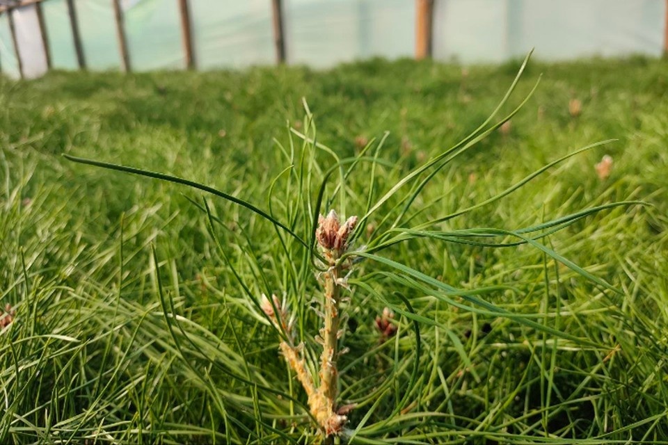    В теплицах лесхоза выращивают сосны для восстановления леса Александра АНТОНОВА