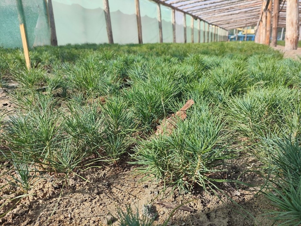    В теплицах лесхоза выращивают сосны для восстановления леса Александра АНТОНОВА