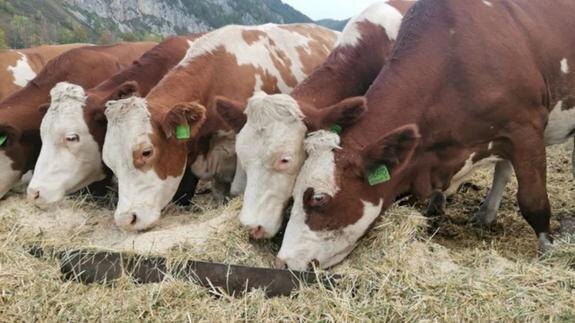 Кому нужен и выгоден «коровий геноцид»?