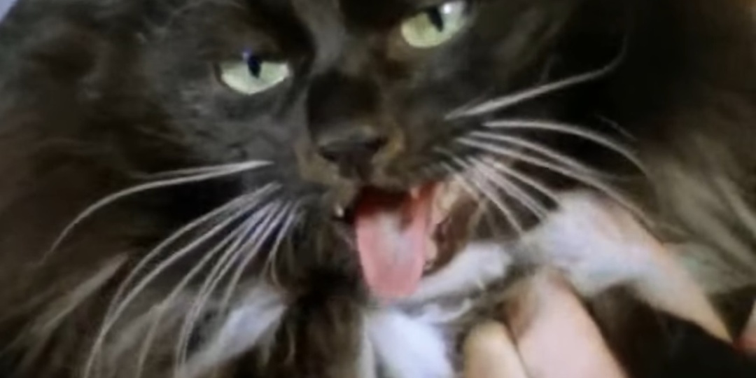 Кошечки в кадре и коты тоже. Тест по советскому кино