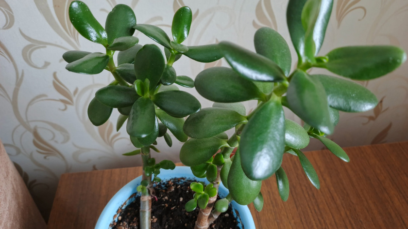    фото smilekaluga.ru