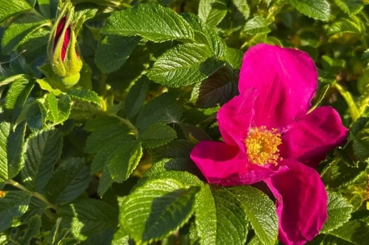    Синоптики сделали предварительный прогноз на лето в Тверской области