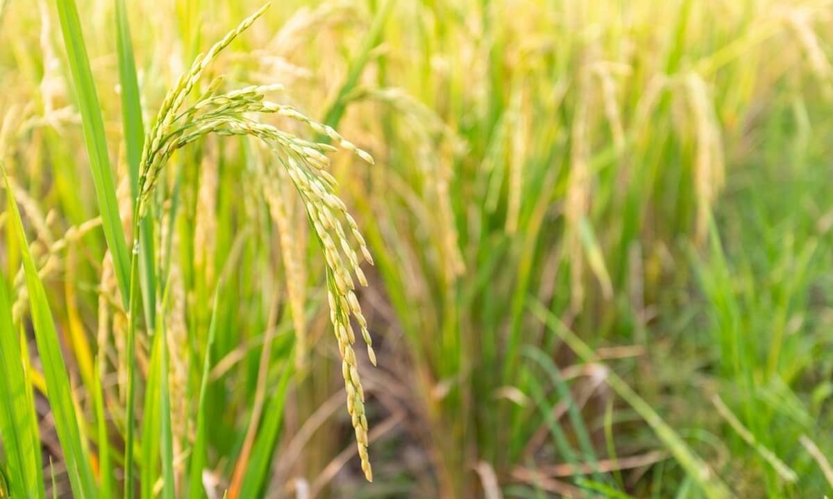    Фото freepik.com