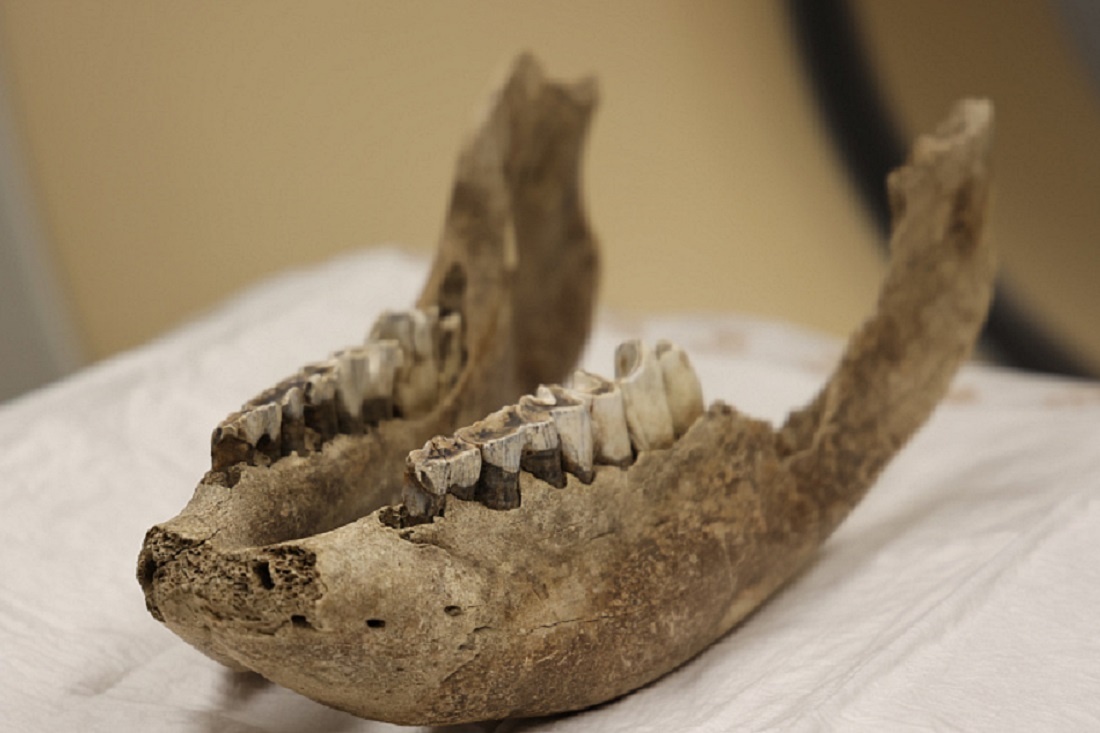    Фото: Варвара Фролкина, пресс-служба НГУ