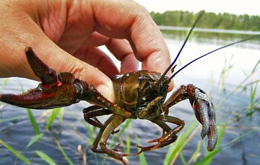 На что ловить раков в раколовке: приманки, сезоны и техника ловли