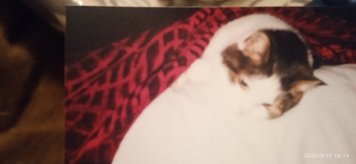 Крыська в моей постели. Июнь 2004 года.