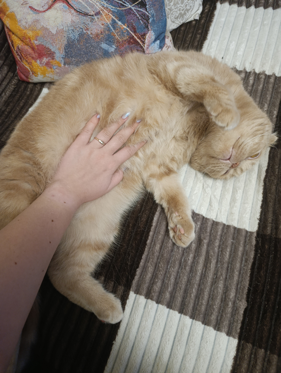 Вот такая рыжая мохнатая "таблетка"