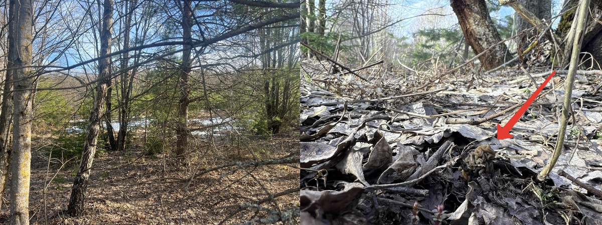  "Книга Грибов" . Смоленская обл. 30.03.26 