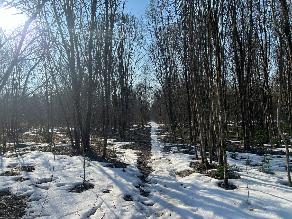  "Книга Грибов" . Смоленская обл. 26.03.26 