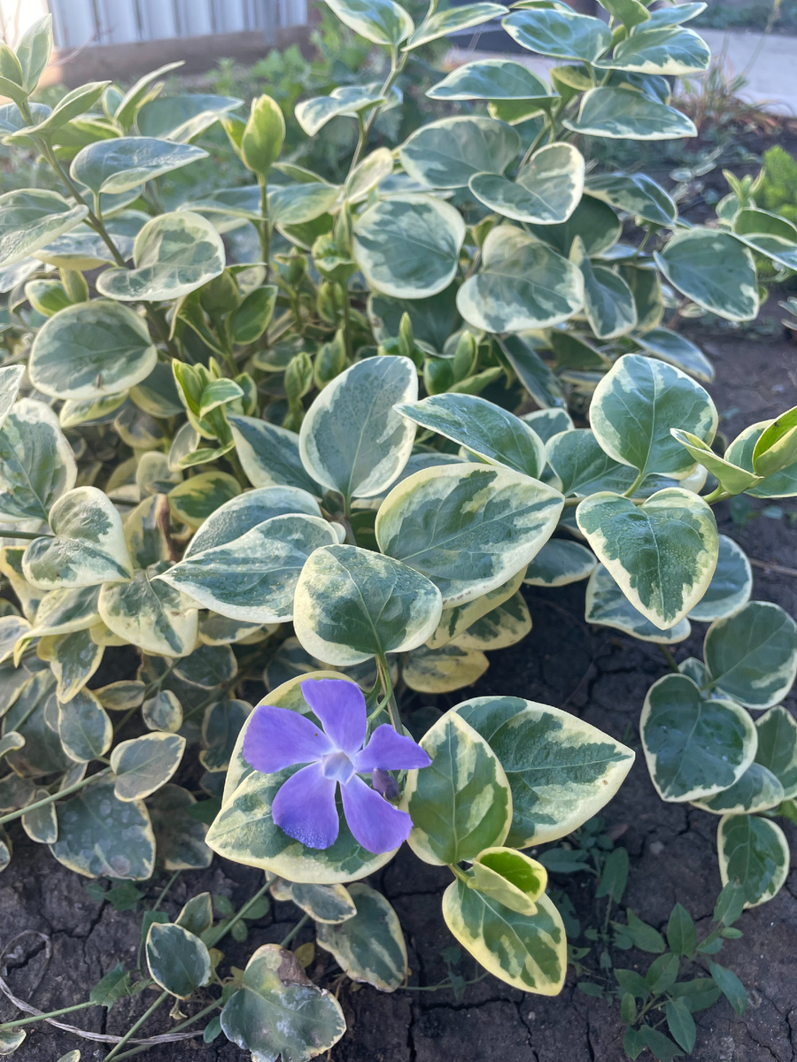 «Тот самый барвинок — манифест права быть собой среди бесконечной "правильной" зелени. Один яркий цветок, который не боится своей природы».