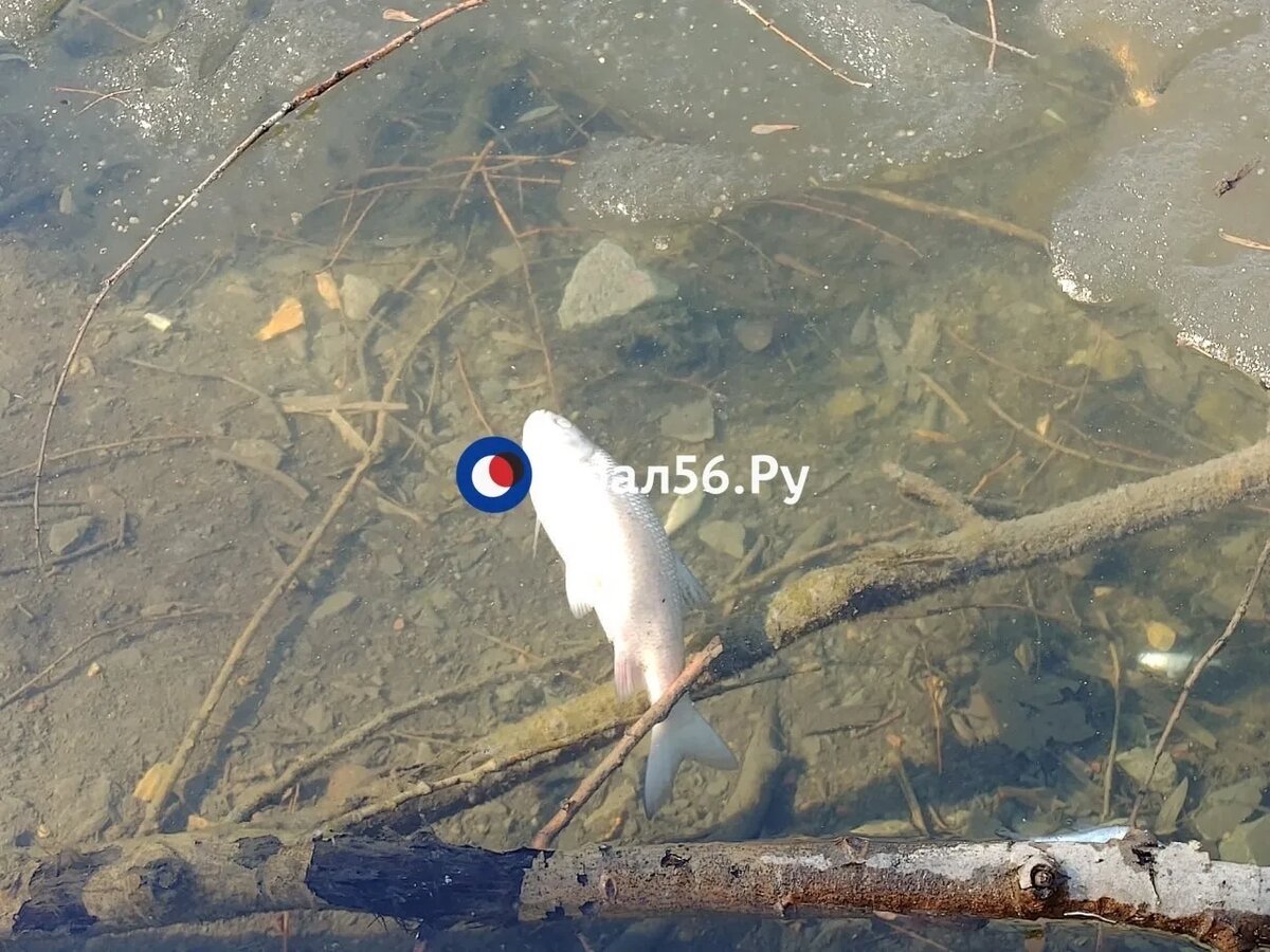    От малька до щук. В озере Песчаном парка Строителей Орска оттаивает задохнувшаяся за зиму рыба