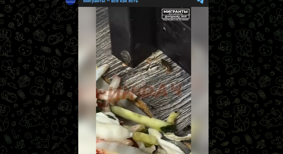 "Таракан нормальный": продающий шаурму мигрант не видит беды в насекомых на овощах
