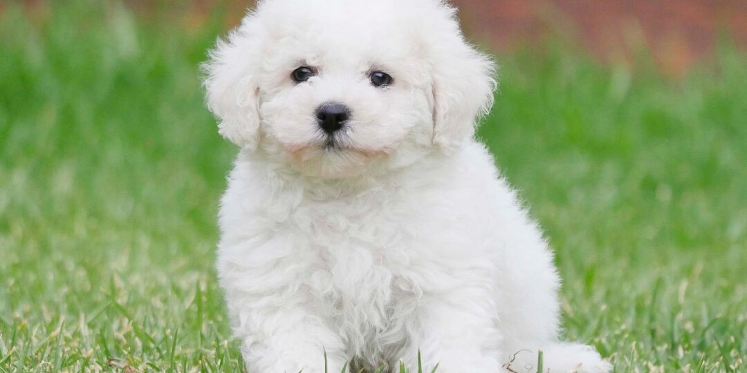 Самые чистоплотные породы собак