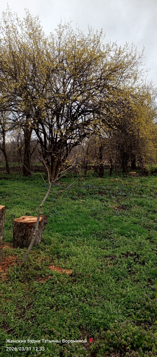 А кизил как цветёт! Хоть бы не было мороза🙏