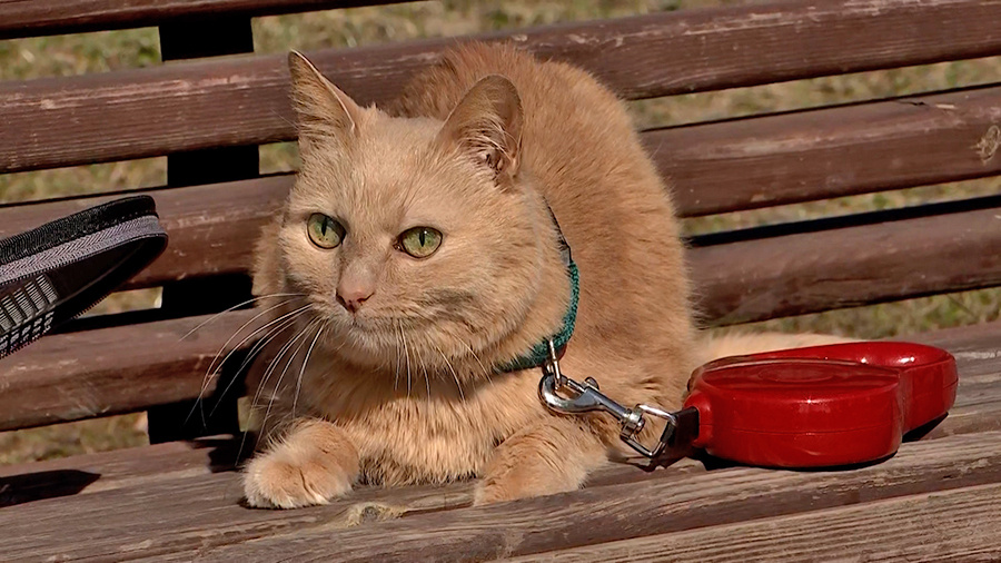    © АО "ТВ Центр"