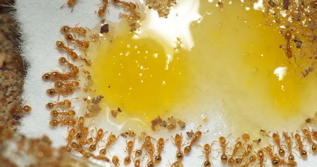 Не использую ловчий пояс на деревьях в саду против муравьёв: придумала свой способ защиты от вредителей