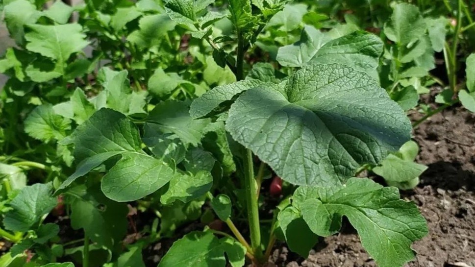 Так выглядит редис, который получил слишком много света. Корнеплода нет — только стрелка