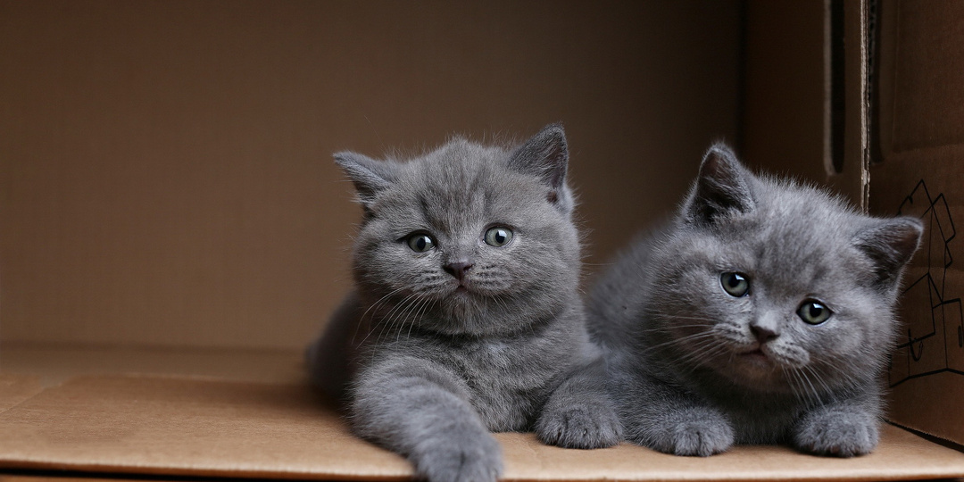 Куда пропала жена?