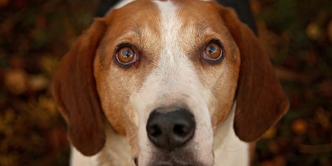 Рокси в поисках родителей!