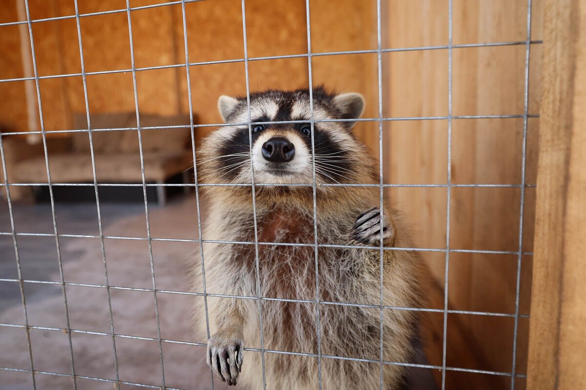  © Павел Орловский, Times.by